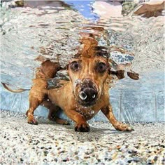 a dog is swimming in the water and looking at the camera