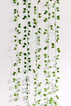 green leaves hanging from the side of a white wall