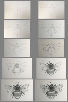 six drawings of different types of bees in various stages of development, each with their own drawing skills