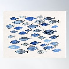 watercolor painting of blue fish on white paper poster