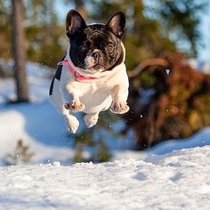 a black and white dog jumping in the air with snow on it's ground