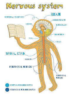 the nervous system is labeled in blue and orange, as well as an open book