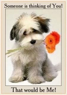 a dog holding a flower in its mouth with the caption someone is thinking of you that would be me