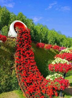 red and white flowers growing on the side of a wall