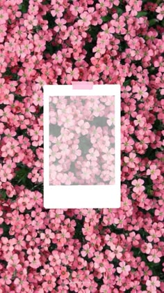 pink flowers with a white square in the middle