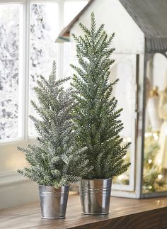 two potted trees sitting on top of a wooden table in front of a window