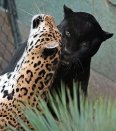 a black and brown leopard standing next to a green plant