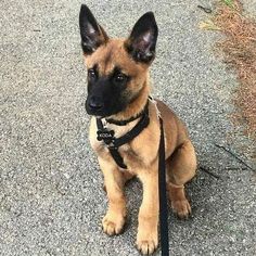 a brown and black dog sitting on top of a road