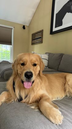 a large brown dog laying on top of a bed in a living room next to a window