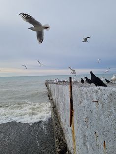 seagulls are sitting on the concrete wall next to the ocean with birds flying around