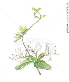 watercolor painting of white flowers and green leaves