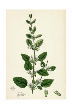 an illustration of a plant with leaves and flowers