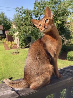 a brown cat sitting on top of a wooden fence