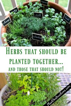 herbs that should be planted together and those that should not