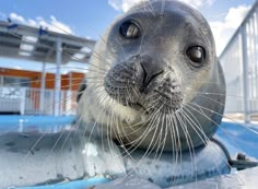 an animal that is laying down on the hood of a car and looking at the camera