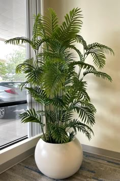 a potted plant sitting in front of a window