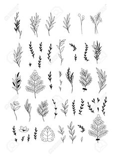 a collection of hand drawn plants and leaves