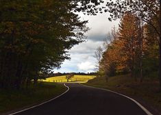 an empty road surrounded by trees and grass