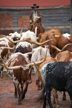 a man on a horse herding longhorns through a bricked area in front of a building