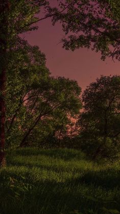 the sun is setting behind some trees and grass