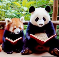 two panda bears sitting next to each other reading books