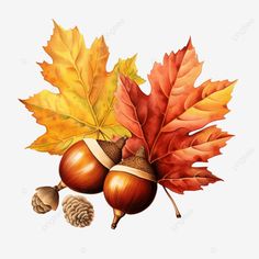 thanksgiving acorn and autumn leaves illustration colouring coloring book color book png Acorns Illustration, Autumn Leaf Illustration, Autumn Leaves Illustration, Autumn Leaves Clipart, Fall Leaves Illustration Autumn, Book Png, Leaves Illustration