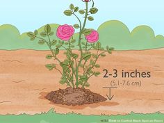 a plant with two pink roses growing out of the ground in front of some dirt