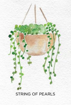 a watercolor painting of a potted plant with the words string of pearls on it