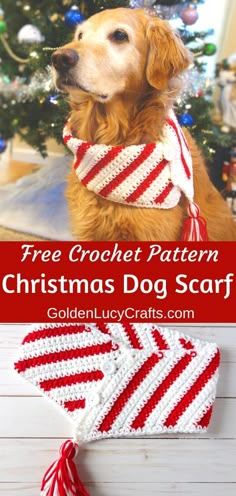 a dog wearing a red and white crochet christmas scarf with the words free crochet pattern on it