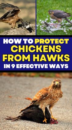 the cover of how to protect chickens from hawks in 9 effective ways, with pictures of birds