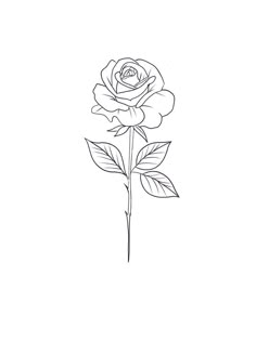 a drawing of a rose on a white background