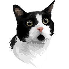 a black and white cat's face is shown with green eyes on a white background