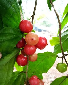 the fruit is growing on the tree and ready to be picked