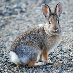 a small rabbit sitting on top of a gravel covered ground