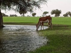 a brown and white cow drinking water from a pond in the middle of a field