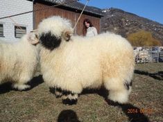 two sheep standing next to each other on a grass covered field in front of a building