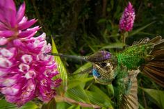 a green hummingbird flying near pink flowers