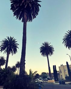 palm trees are in the foreground with buildings in the background