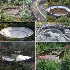 several pictures of different types of plants and water in the middle of various stages of development