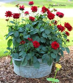 red flowers are growing in a pot on the ground