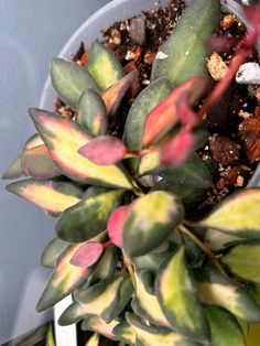 there is a potted plant with red and green leaves on it's side