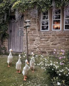 four ducks are walking in front of a house