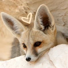 a small fox with a heart on its head