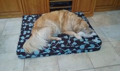 a large dog laying on top of a blue and black bed in a kitchen next to wooden cabinets