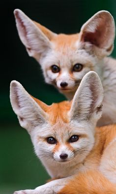 two baby foxes sitting next to each other