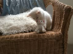 a white cat sitting on top of a wicker chair next to a stuffed animal