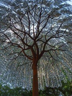 an image of a tree that is in the middle of a screen with words on it