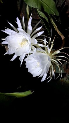 two white flowers with green leaves in the dark