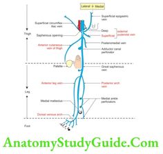 Venous And Lymphatic Drainage And Comparison Of Lower And Upper Limbs - Anatomy Study Guide Upper Limb Anatomy, Fascia Lata, Visible Veins, Leg Veins, Lower Extremity, Bypass Surgery, Lower Limb, Coronary Arteries, Anatomy Study