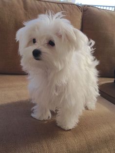 a small white dog standing on top of a couch